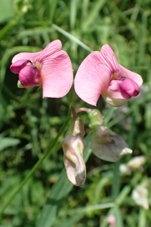 Lathyrus sylvestris \ Wald-Platterbse / Narrow-Leaved Flat Pea, D Heppenheim 30.7.2024