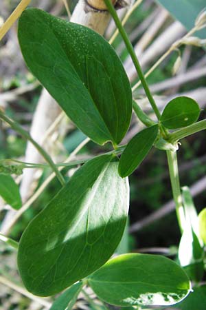 Lathyrus tuberosus \ Knollen-Platterbse / Tuberous Pea, D Groß-Gerau 25.6.2015