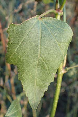 Malva thuringiaca \ Thringer Strauchpappel / Thuringian Mallow, D Bürstadt 5.10.2016