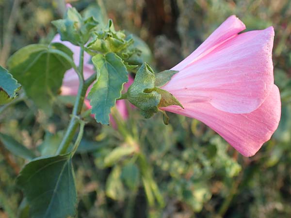 Malva thuringiaca \ Thringer Strauchpappel / Thuringian Mallow, D Bürstadt 5.10.2016