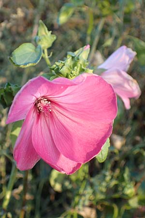 Malva thuringiaca \ Thringer Strauchpappel / Thuringian Mallow, D Bürstadt 5.10.2016