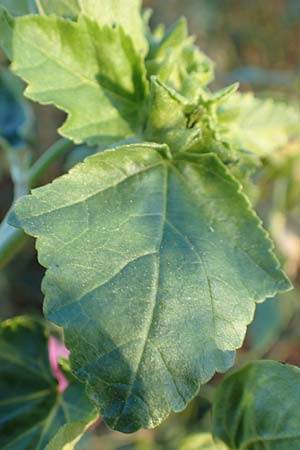 Malva thuringiaca \ Thringer Strauchpappel / Thuringian Mallow, D Bürstadt 5.10.2016