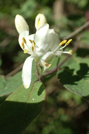 Lonicera tatarica \ Tataren-Heckenkirsche / Tatarian Honeysuckle, D Mannheim 10.5.2017