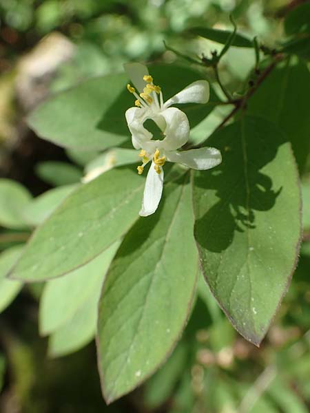 Lonicera tatarica \ Tataren-Heckenkirsche / Tatarian Honeysuckle, D Mannheim 10.5.2017