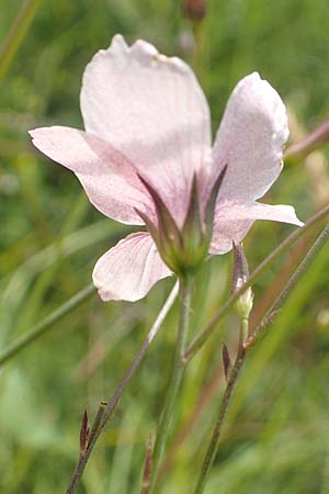 Linum tenuifolium \ Schmalblttriger Lein, D Grünstadt-Asselheim 16.6.2018