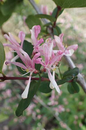 Lonicera tatarica \ Tataren-Heckenkirsche / Tatarian Honeysuckle, D Frankfurt Airport 8.5.2021