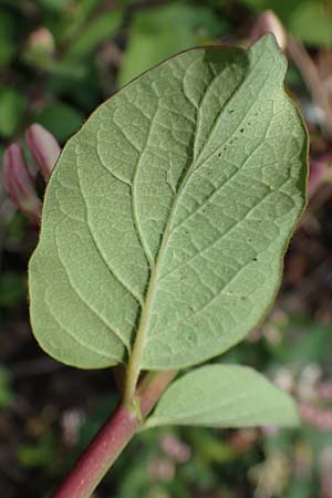 Lonicera tatarica \ Tataren-Heckenkirsche, D Frankfurt Airport 8.5.2021