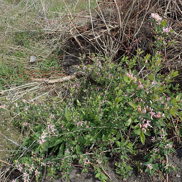 Lonicera tatarica \ Tataren-Heckenkirsche, D Frankfurt Airport 8.5.2021