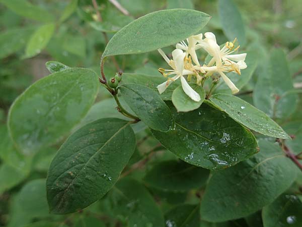 Lonicera tatarica \ Tataren-Heckenkirsche, D Mannheim 27.5.2021