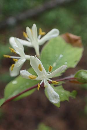 Lonicera tatarica \ Tataren-Heckenkirsche / Tatarian Honeysuckle, D Mannheim 27.5.2021