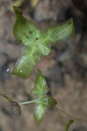 Lemna trisulca \ Dreifurchige Wasserlinse / Ivy-Leaved Duckweed, D Groß-Gerau 29.5.2021