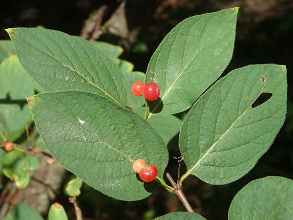 Lonicera tatarica \ Tataren-Heckenkirsche / Tatarian Honeysuckle, D Mannheim 16.7.2021