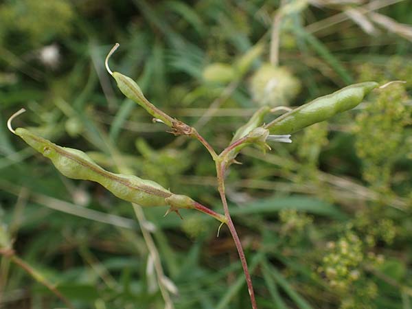 Lathyrus tuberosus \ Knollen-Platterbse / Tuberous Pea, D Neuleiningen 26.8.2021