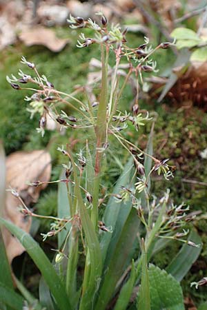 Luzula sylvatica \ Wald-Hainsimse / Great Wood-Rush, D Hemsbach 21.3.2015