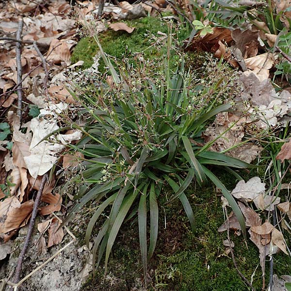 Luzula sylvatica \ Wald-Hainsimse / Great Wood-Rush, D Hemsbach 21.3.2015