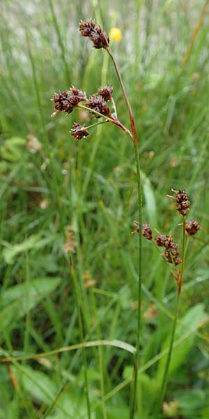 Luzula multiflora \ Vielbltige Hainsimse / Heath Wood-Rush, D Pfronten 9.6.2016