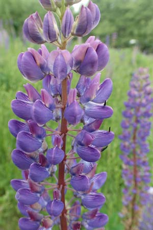 Lupinus polyphyllus / Garden Lupin, D Sundern 14.6.2019