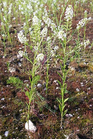 Lepidium virginicum \ Virginische Kresse, D Heidelberg 11.6.2013