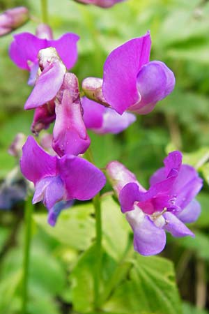 Lathyrus vernus \ Frhlings-Platterbse, D Nüdlingen 9.5.2015