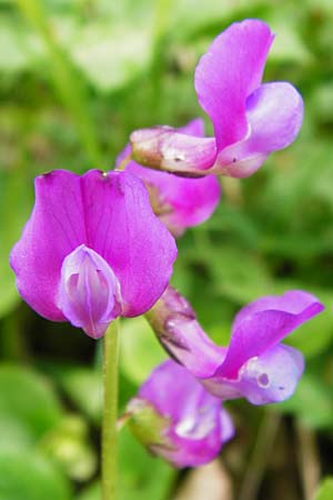 Lathyrus vernus \ Frhlings-Platterbse, D Nüdlingen 9.5.2015