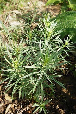 Linaria vulgaris \ Gewhnliches Leinkraut, D Sinsheim 15.5.2015