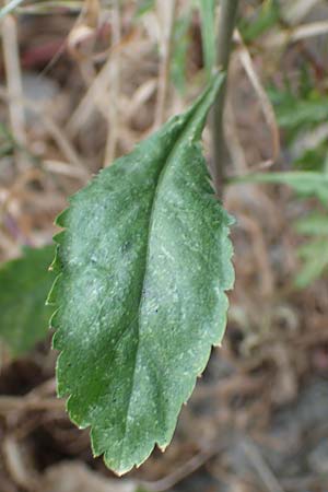 Lepidium virginicum \ Virginische Kresse, D Kehl 22.5.2020