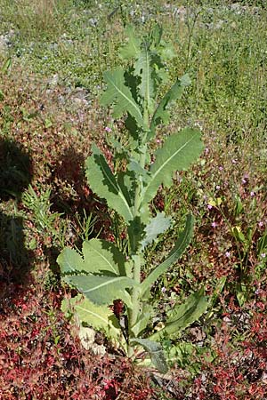 Lactuca virosa \ Gift-Lattich / Great Lettuce, D Kehl 1.6.2021