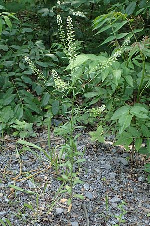 Lepidium virginicum \ Virginische Kresse / Least Pepperwort, D Mannheim 10.6.2021