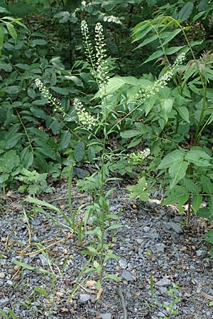 Lepidium virginicum \ Virginische Kresse, D Mannheim 10.6.2021