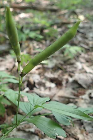 Lathyrus vernus \ Frhlings-Platterbse / Spring Pea, D Thüringen, Erfurt 19.6.2023