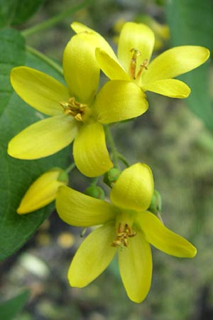 Lysimachia vulgaris \ Gilb-Weiderich / Yellow Loosestrife, D Karlsruhe 19.7.2008