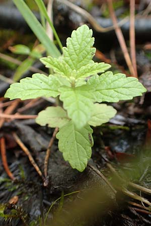 Lycopus europaeus \ Ufer-Wolfstrapp / Gipsywort, D Bienwald 12.8.2017