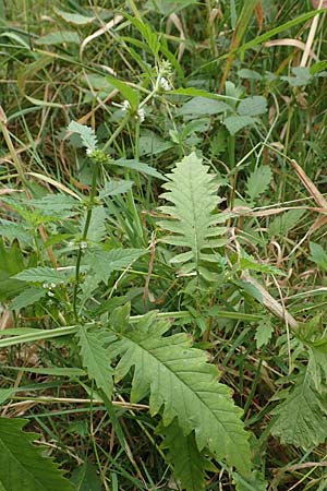 Lycopus europaeus \ Ufer-Wolfstrapp / Gipsywort, D Celle 24.8.2018