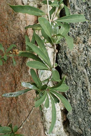 Lycium barbarum \ Gewhnlicher Bocksdorn / Duke of Argyll's Tea-Plant, D Brandenburg, Havelaue-Spaatz 19.9.2020