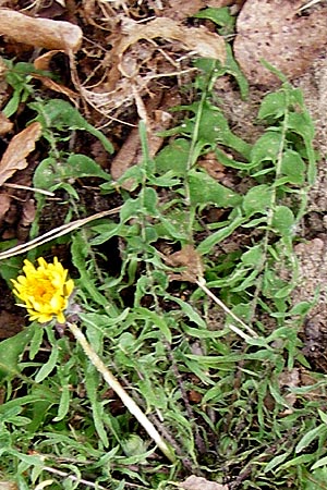 Taraxacum pectinatiforme \ Kammfrmiger Lwenzahn / Pectinate-Leaved Dandelion, D Mannheim 8.4.2014