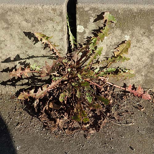 Taraxacum spec2 ? / Dandelion, D Sachsen, Rathen an der Elbe 2.11.2015