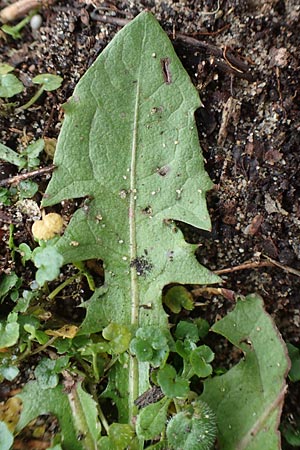 Taraxacum spec6 ? \ Lwenzahn, D Schwetzingen 7.11.2015