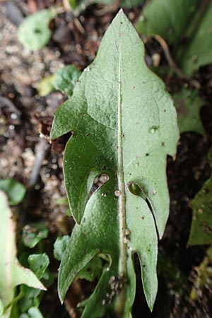 Taraxacum spec6 ? / Dandelion, D Schwetzingen 7.11.2015