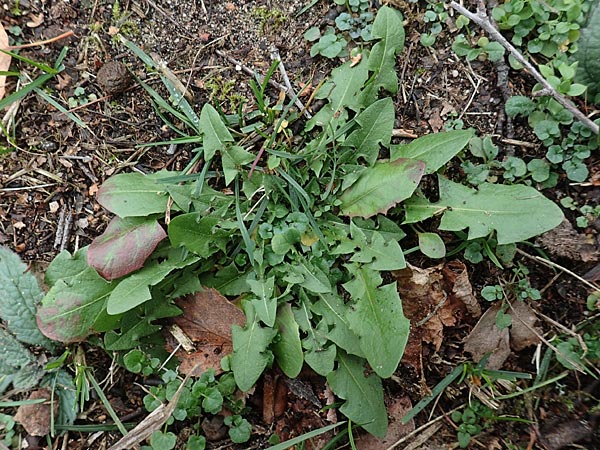 Taraxacum spec6 ? \ Lwenzahn, D Schwetzingen 7.11.2015