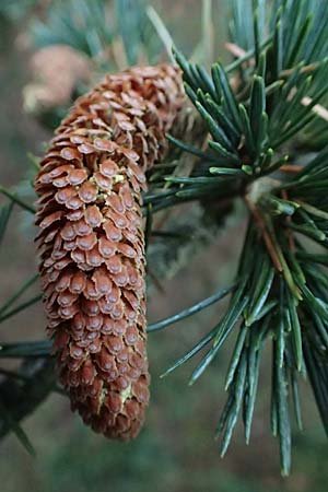 Cedrus libani \ Libanon-Zeder / Cedar of Lebanon, D Weinheim an der Bergstraße 26.12.2016