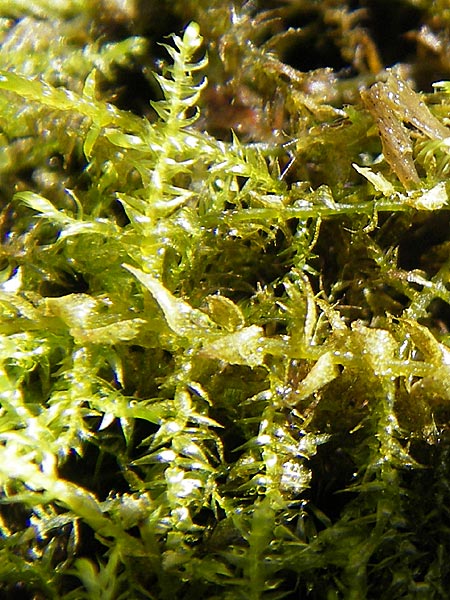 Fontinalis antipyretica \ Brunnen-Moos / Willow Moss, Antifever Fontinalis Moss, D Römerberg 5.9.2009