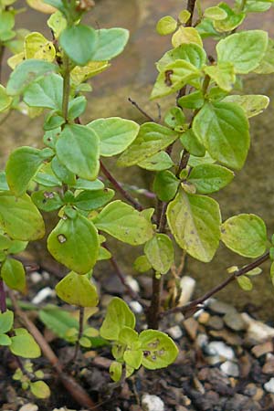 Micromeria thymifolia \ Balkan-Steinminze, Schein-Quendel / Thyme-Leaved Savory, D Botan. Gar.  Universit.  Mainz 13.9.2008