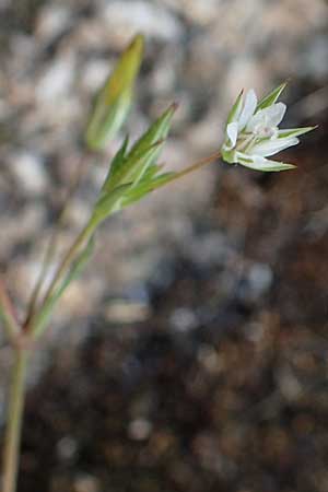 Sabulina tenuifolia subsp. hybrida \ Zarte Miere, Feinblättrige Miere / Fine-Leaved Sandwort, Slender-Leaf Sandwort, D Heidelberg 29.4.2017
