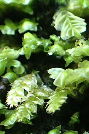 Plagiochila asplenioides ? \ Groes Schiefmund-Lebermoos / Greater Featherwort, Cedar-Shake Liverwort, D Schwarzwald/Black-Forest, Allerheiligen 1.8.2017
