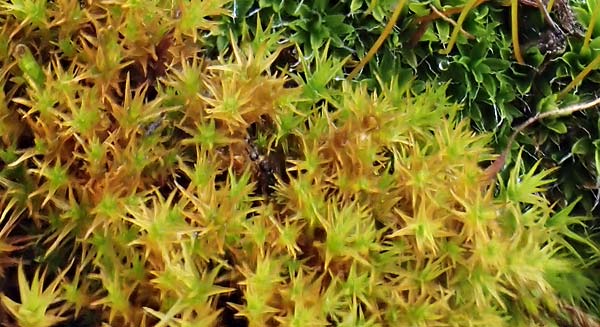 Grimmia trichophylla ? / Grimmia Dry Rock Moss, D Wachenheim 5.2.2022