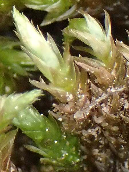 Brachythecium rivulare \ Bach-Kurzbchsenmoos / Brachythecium Moss, D Trippstadt 23.4.2022