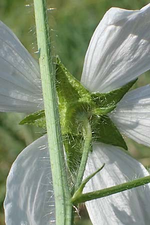 Malva moschata \ Moschus-Malve, D Odenwald, Fürth 30.7.2022