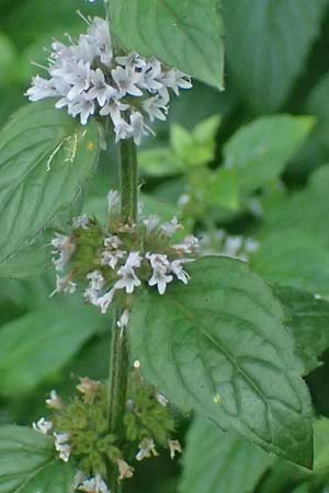 Mentha x verticillata \ Quirl-Minze / Whorled Mint, D Mudau 15.8.2023