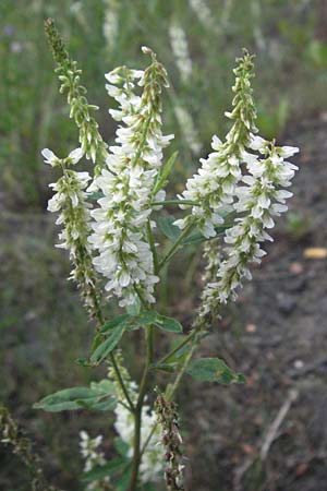 Melilotus albus \ Weier Steinklee, Weier Honigklee / White Melilot, D Eisenberg 27.7.2007