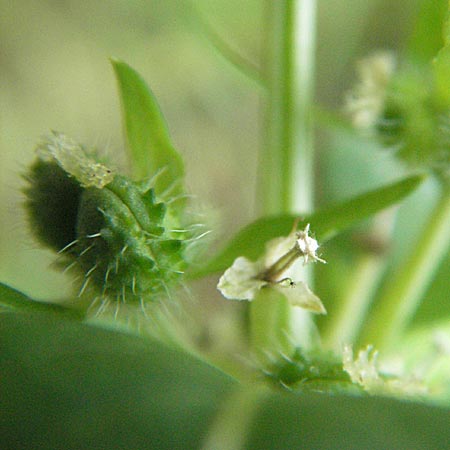 Mercurialis annua \ Einjhriges Bingelkraut, D Babenhausen 11.8.2007